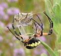 Black and Yellow Orb Weaver