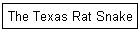 The Texas Rat Snake