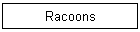 Racoons