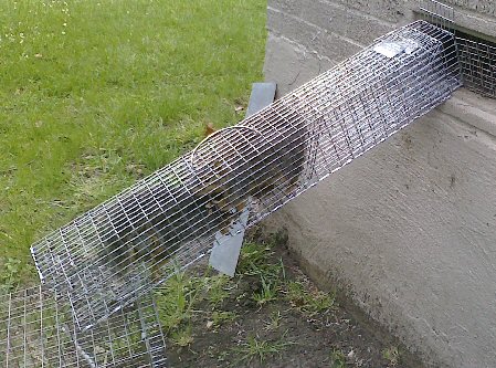 Trapping  Removal  Nature King Pest Management, Inc.