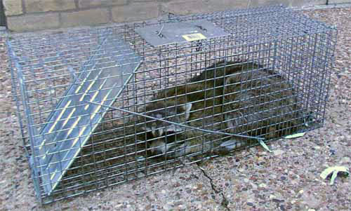 raccoon in trap