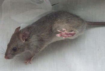 Rodent Treatment & Exclusions