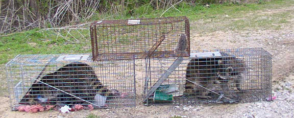 raccoon in trap