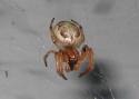 Barn Spider