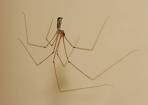 Daddy Long Legs Spider