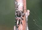 Jumping Spider