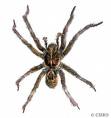 Common Wolf Spider
