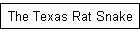 The Texas Rat Snake