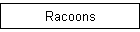 Racoons