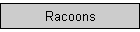 Racoons