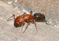 Ant removal services in the Dallas, TX area