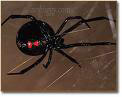 Black Widow Spider