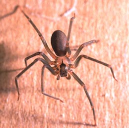 Brown Recluse Spider