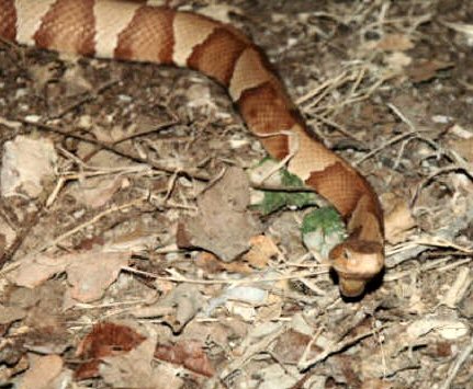 Broad-Banded Copperhead
