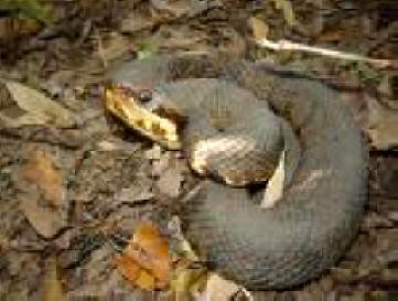 Water Moccasin