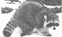 Raccoons
