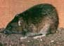 Mice and Rats