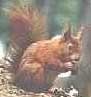 Squirrels