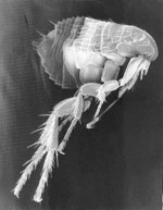 fleas really bite
