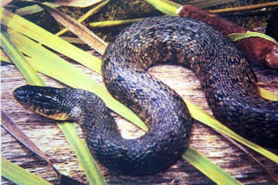 Texas Rat Snake