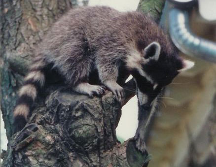 Raccoons
