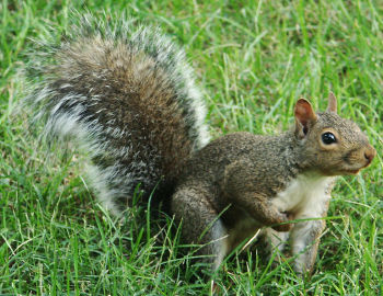 Squirrels
